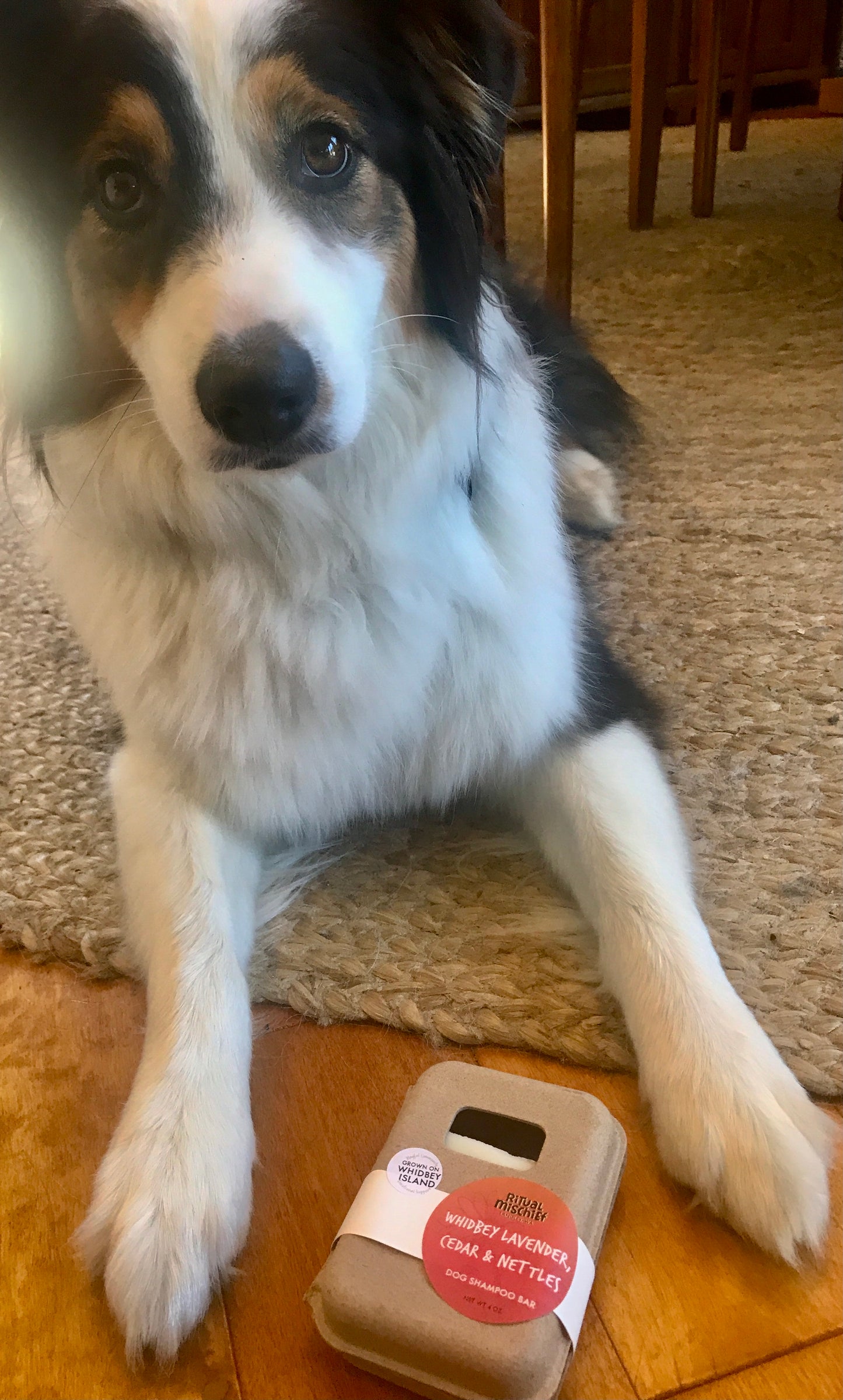 Whidbey Lavender, Nettles & Cedar Dog Shampoo Bar