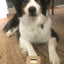 Whidbey Chamomile Mint dog shampoo bar