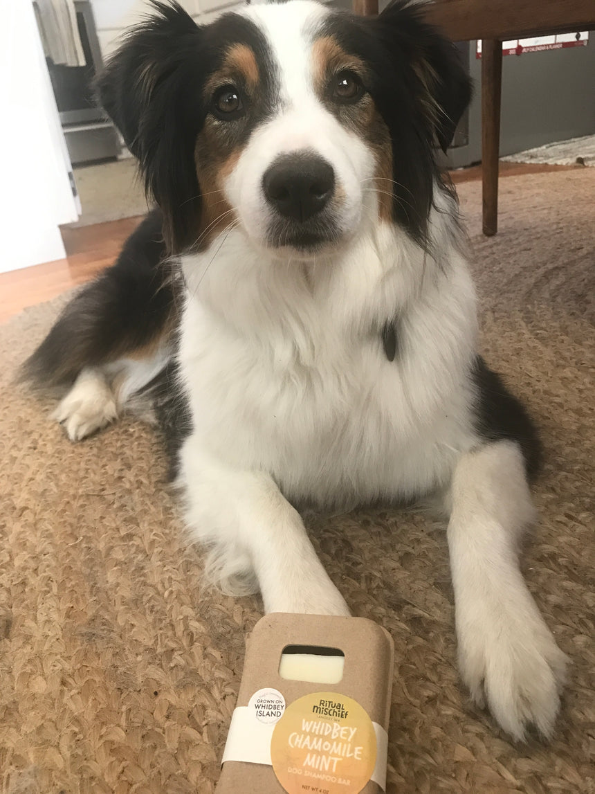 Whidbey Chamomile Mint dog shampoo bar
